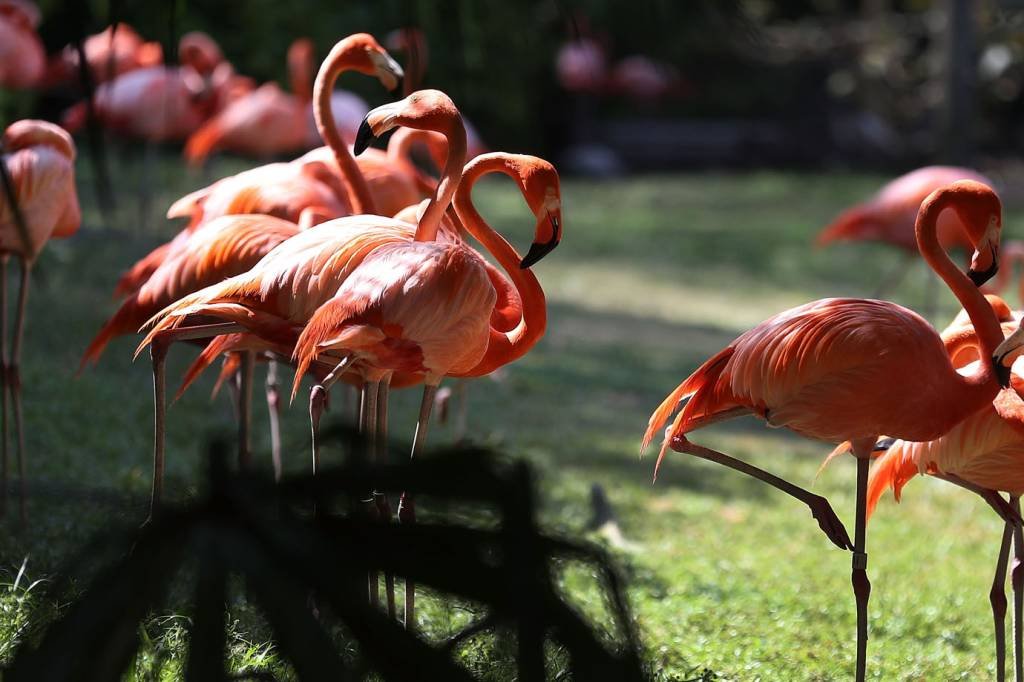 Flamingos: megaprojeto quer sequenciar o DNA de todas as espécies do Planeta (Getty Images/Joe Raedle)
