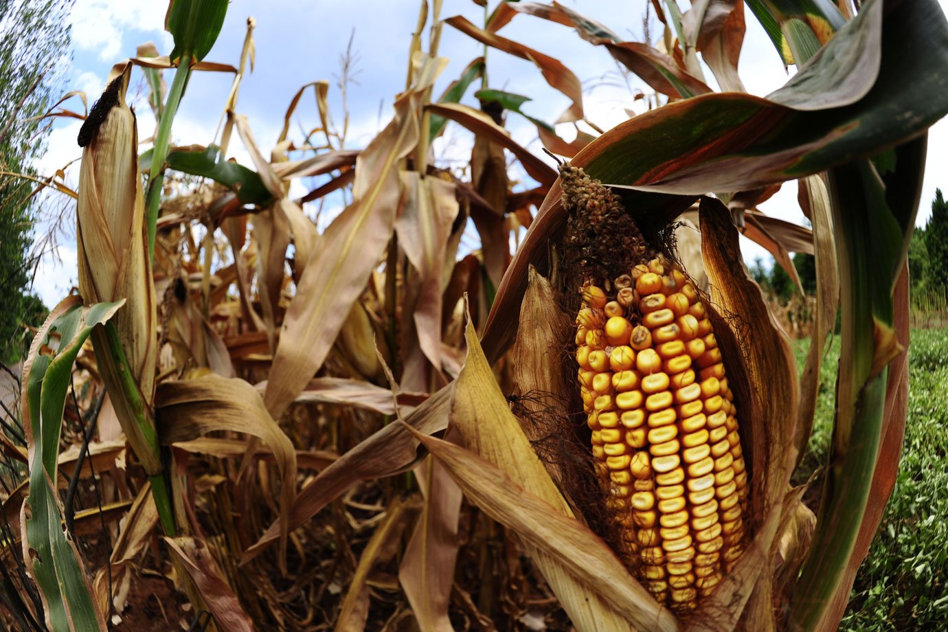 Seca em Minas Gerais prejudica 326 mil produtores e reduz área de grãos