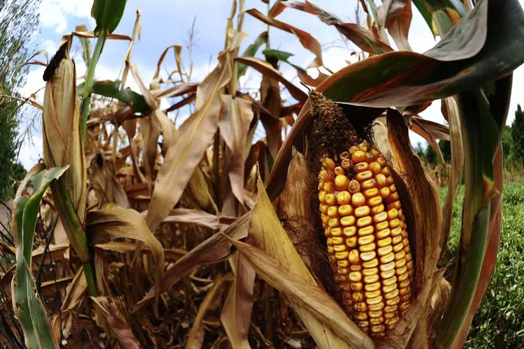 Etanol: as reservadas da China possuem um excedente colossal de milho, uma alternativa à cana para a produção de etanol (VCG/Getty Images)