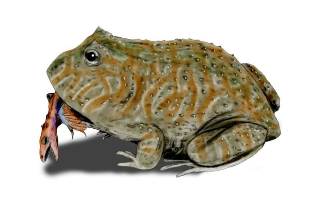 Beelzebufo: o sapo de 68 milhões de anos que comia dinossauros