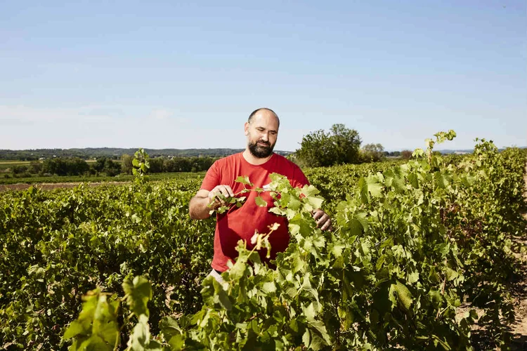 LIONEL PUECH, EM SEUS VINHEDOS EM LA ROUVIÈRE: com custos de mão de obra e impostos quase duas vezes mais altos do que na Espanha, os produtores franceses batalham para competir no preço / Roberto Frankenberg/The New York Times