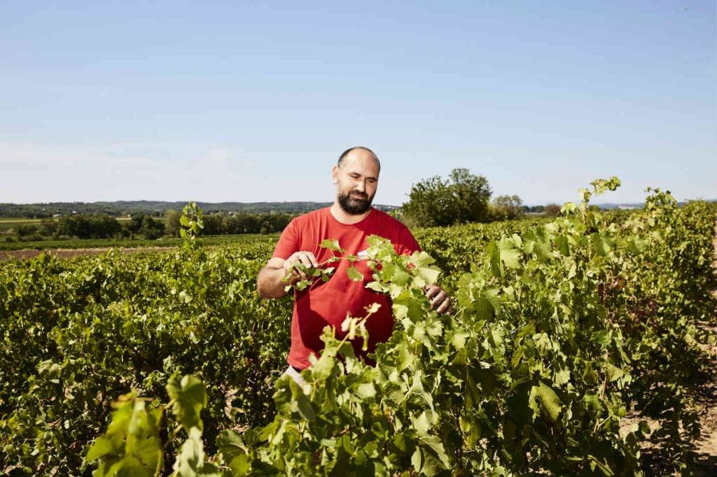 Na França, produtores de vinho estão em guerra com os importados