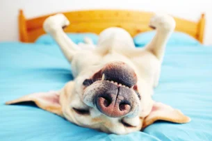 Parceria no mercado pet pretende democratizar tratamento para estender vitalidade canina 