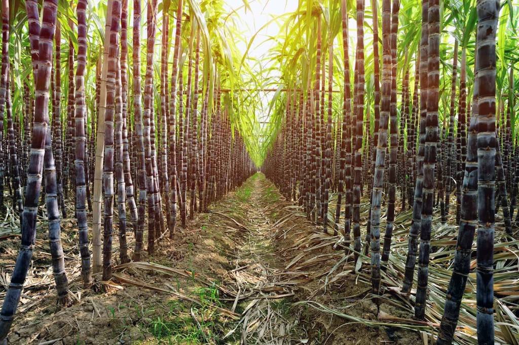 Cana-de-açúcar: disseminação de etanol brasileiro pode substituir petróleo ao redor do mundo (lzf/Thinkstock)
