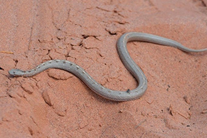 Espécie de serpente recém-descoberta sobrevive a incêndio