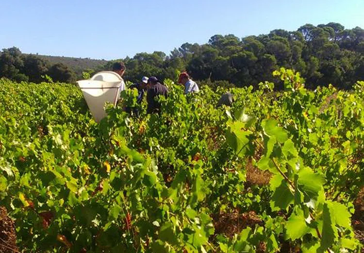 VINÍCOLA CLOS D&#8217;ISIDORE: colheita antecipada por causa do aquecimento global / Divulgação/ Clos d'Isidore