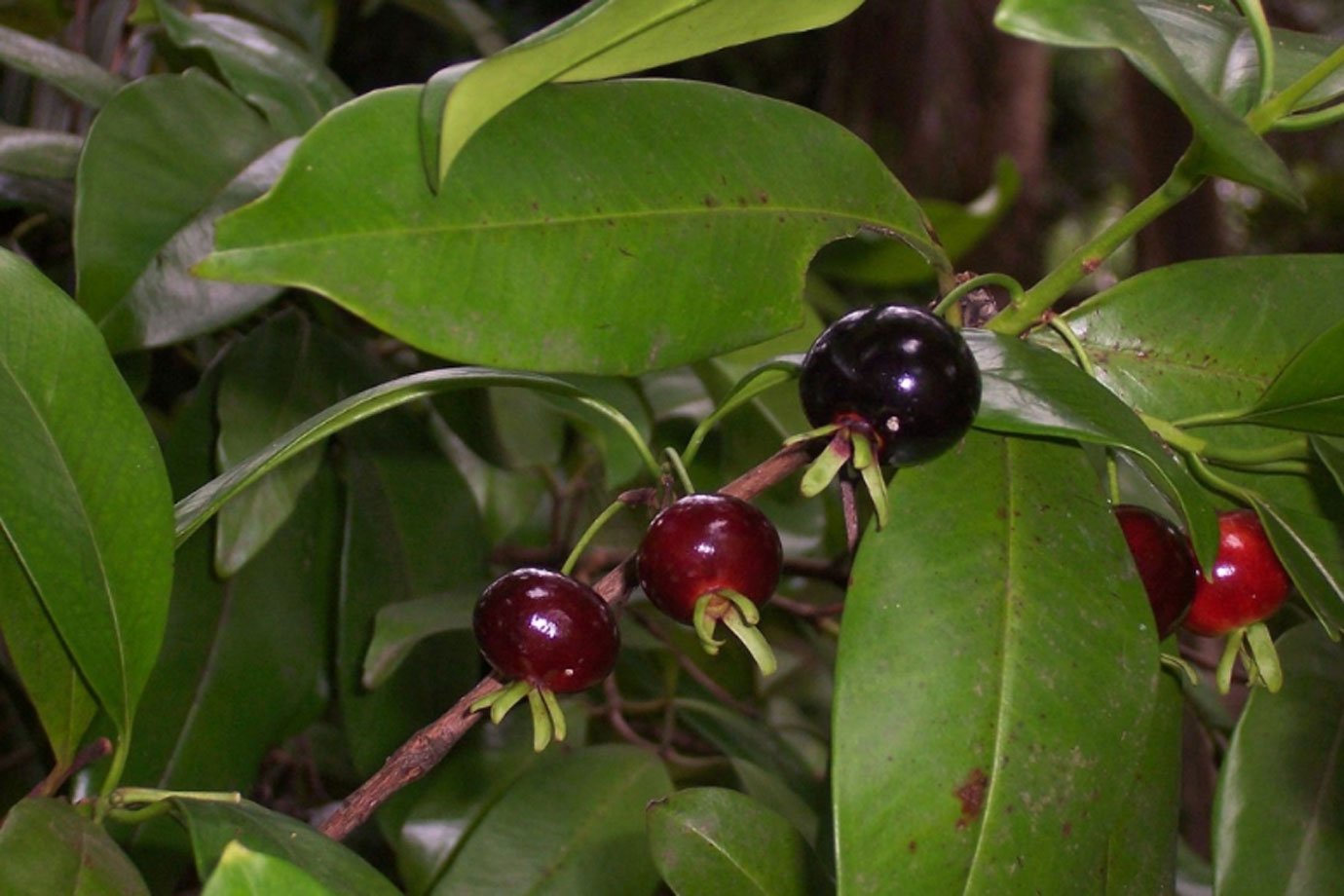 Frutas desconhecidas têm poder anti-inflamatório e antioxidante