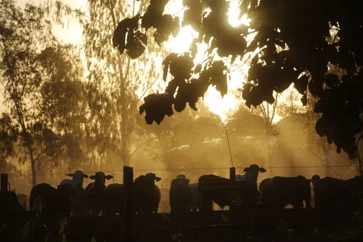 Censo agropecuário: Pesquisadores farão o trabalho de campo em cinco meses (Mario Tama/Getty Images)