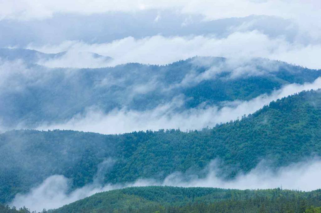 Aquecimento transforma solo florestal em "bomba" climática