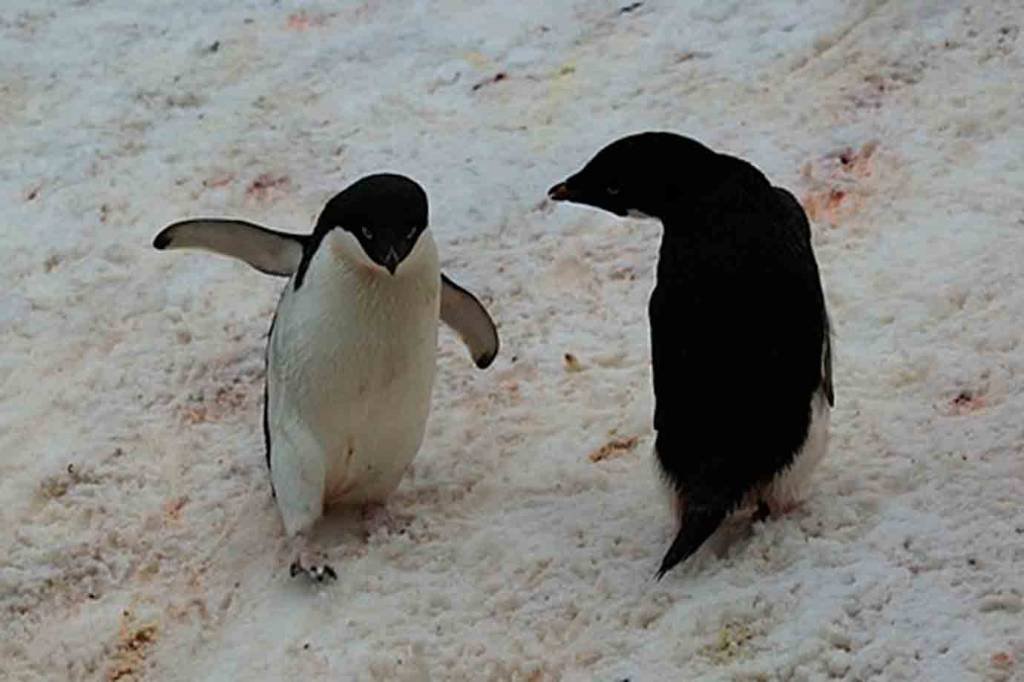 Milhares de filhotes de pinguins morrem de fome na Antártica