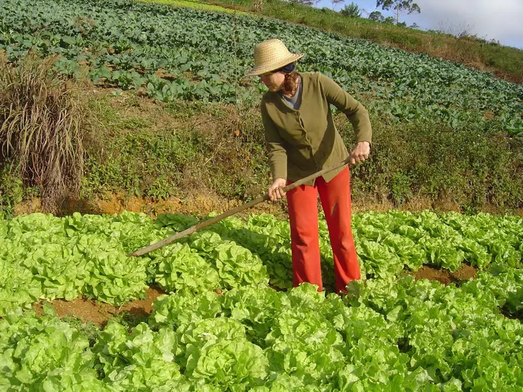 Mulher agricultora em plantação de alface. (Agência Câmara/Agência Câmara)