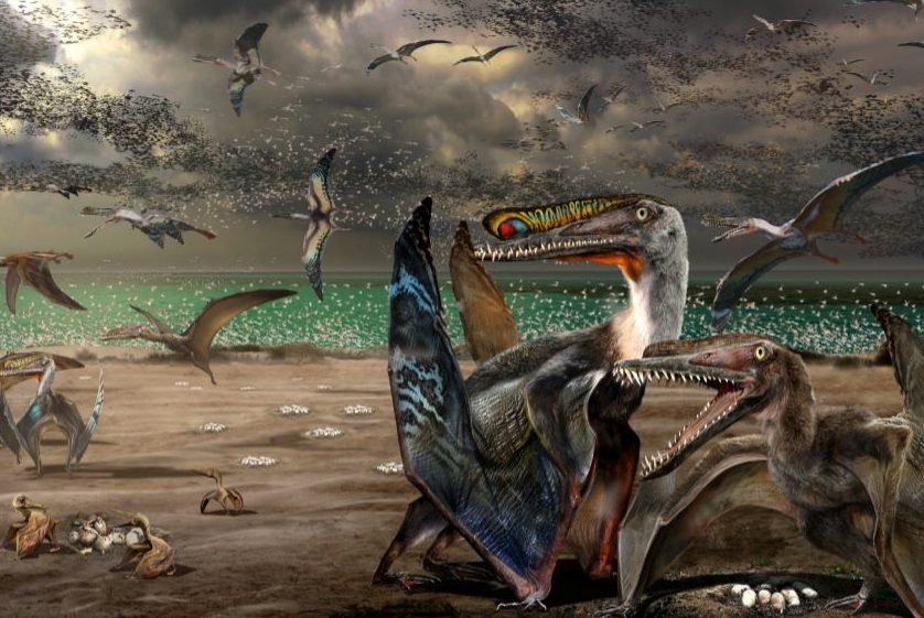 Cientistas brasileiros e chineses acham 215 ovos de pterossauros