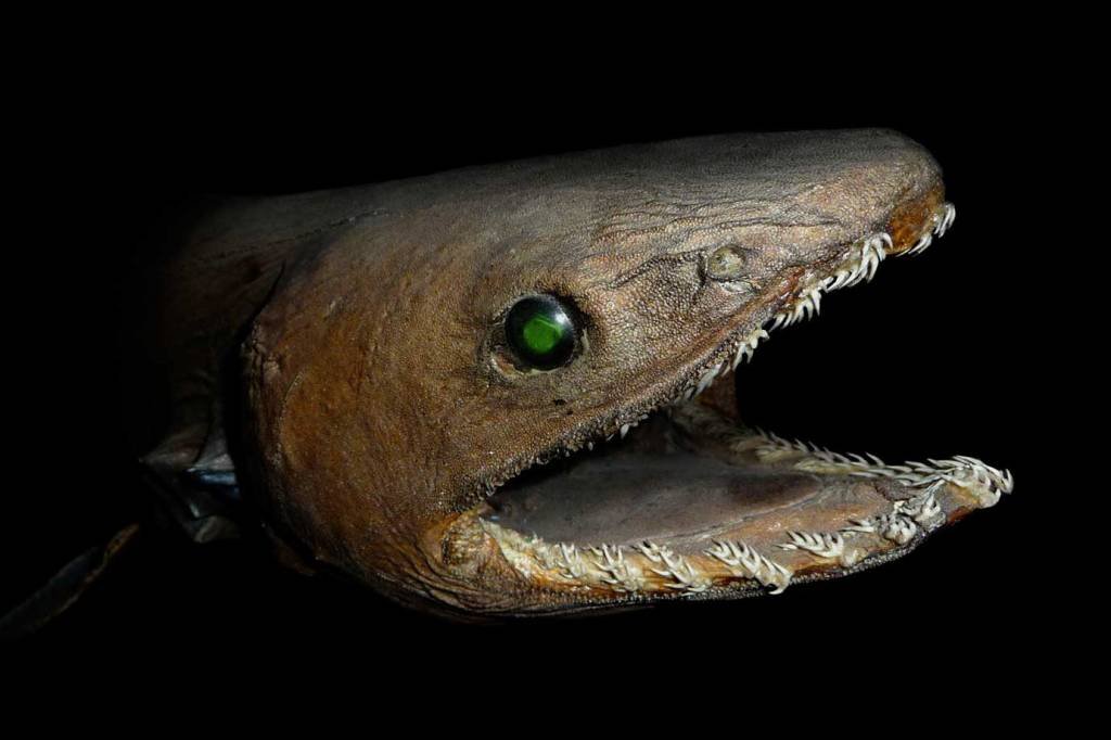 Pescadores capturam tubarão “pré-histórico” com 300 dentes