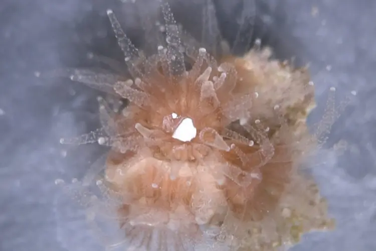 Imagem da Duke University mostra um pólipo do coral com um pedaço de plástico. (Alex Seymour, Duke Univ./Divulgação)