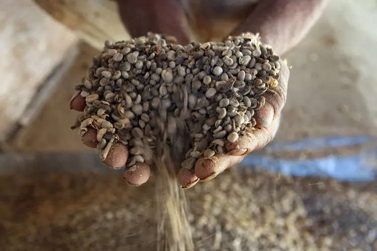 CAFÉ: Comida em geral é a commodity da qual o Brasil é mais dependente / David Silverman/Getty Images (David Silverman/Getty Images)