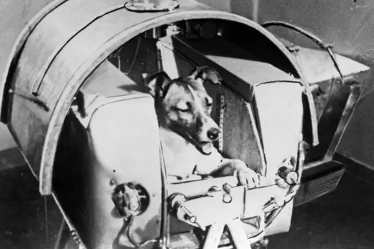A cadela Laika, antes de ser enviada ao espaço no satélite soviético Sputnik II (TASS/Arquivos/AFP)