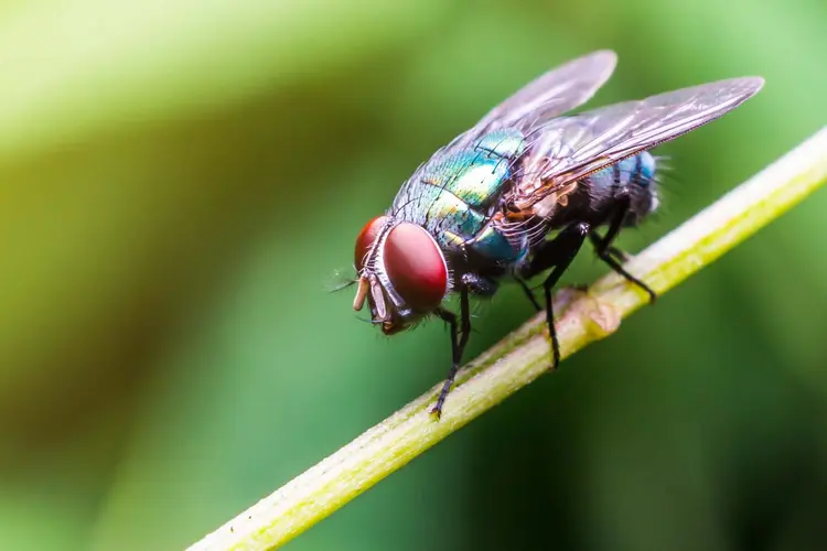 Mosca: apesar de pequeno, animal pode carregar centenas de bactérias (lersan8910/Thinkstock)