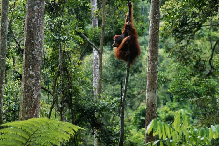 Orangotango: reduzido número faz deste um dos símios mais ameaçados do planeta (Anup Shah/Thinkstock)
