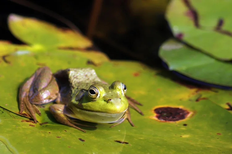 Rã-touro: animal é um dos anfíbios invasores identificados pelo estudo (jrubacha/Thinkstock)