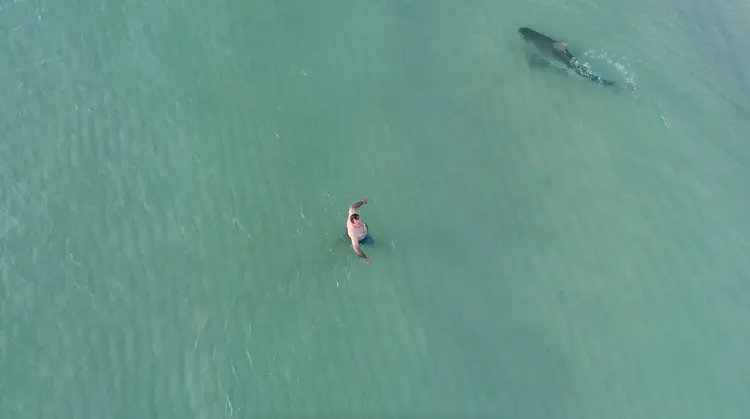 Foto de arquivo mostra homem próximo a a tubarão no mar de South Beach, em Miami (Kenny Melendez/Reuters)