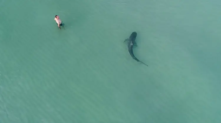Homem caminha próximo a a tubarão no mar de South Beach, em Miami (Kenny Melendez/Reuters)