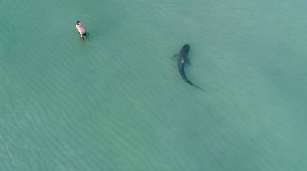 Drone registra tubarão ao lado de banhistas em Miami