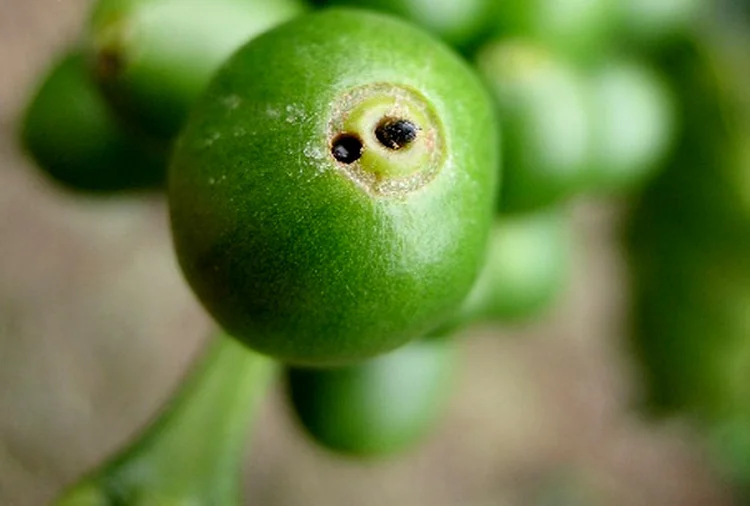 Fruto do café invadido pela broca. (Divulgação/Divulgação)