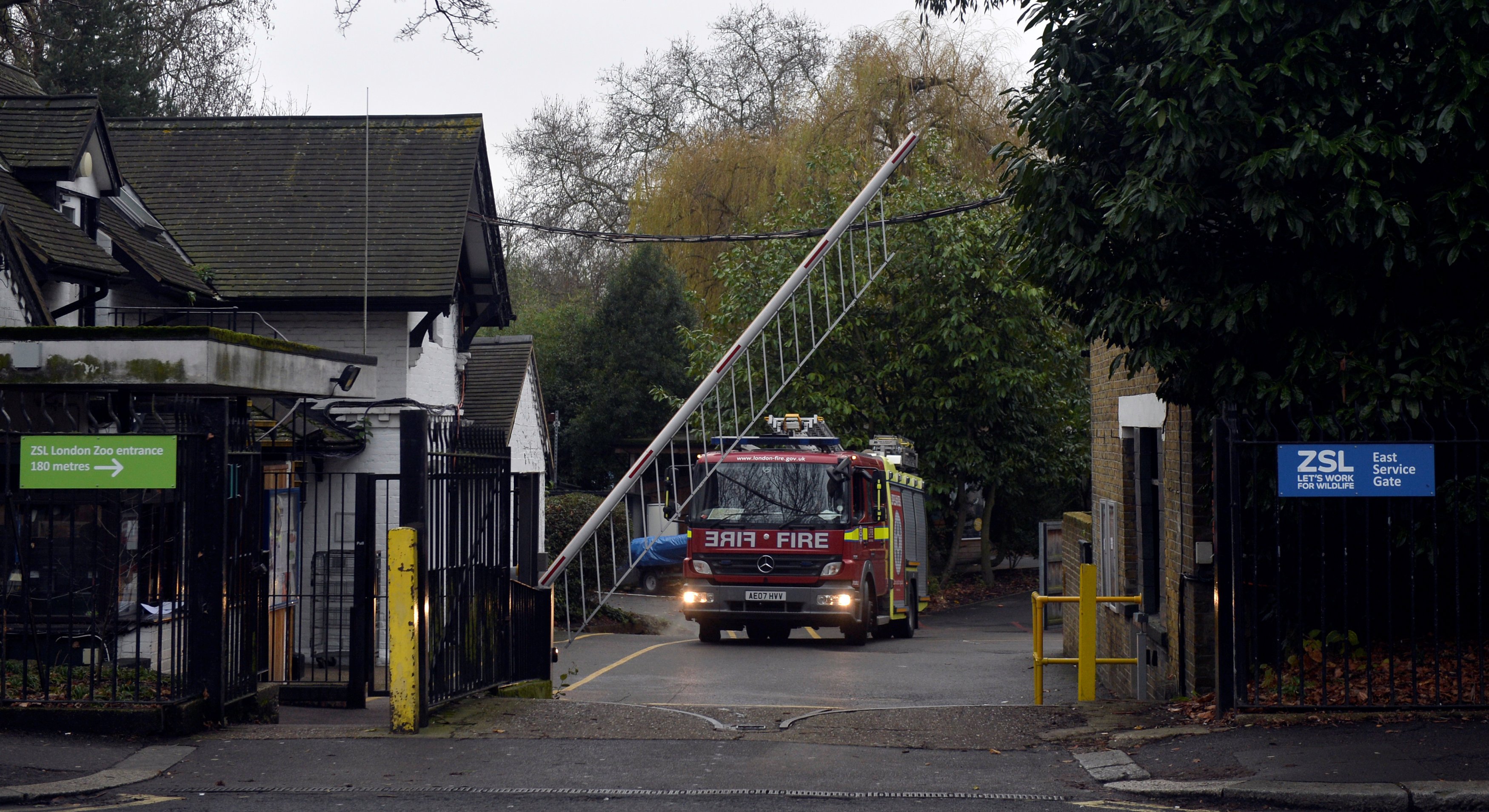 Animal morre em incêndio no zoológico de Londres