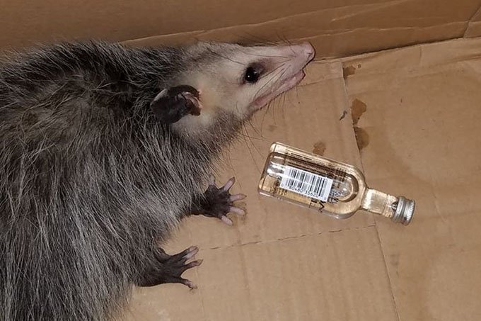 Gambá invade loja de bebidas nos EUA e fica bêbado de bourbon