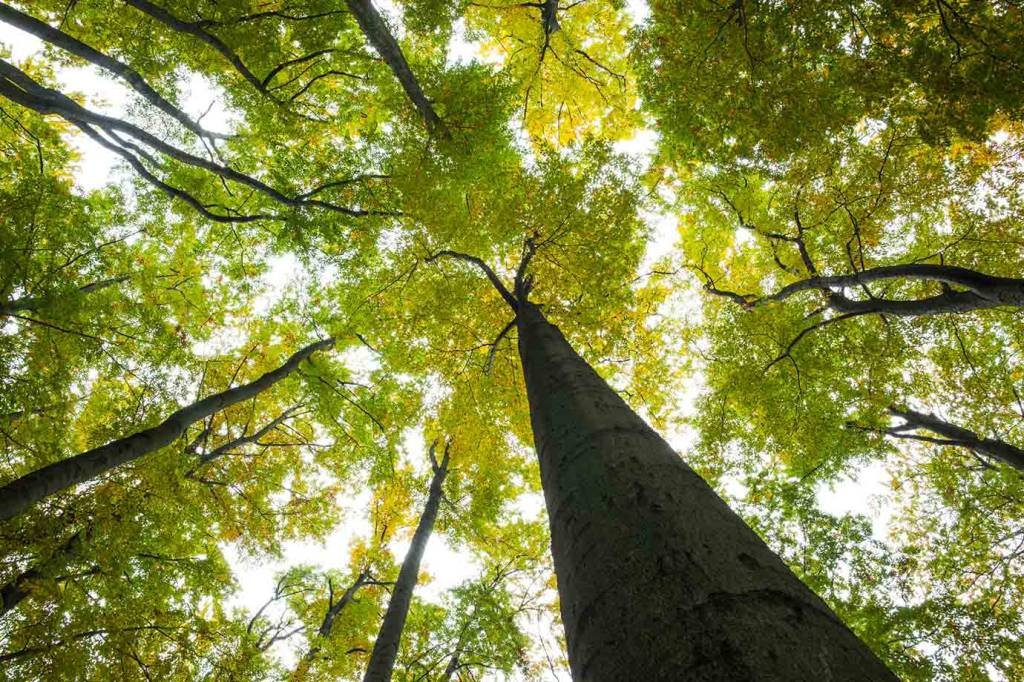 Startup brasileira pretende realizar plantio e tokenização de 1 bilhão de árvores