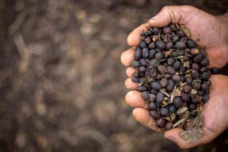 Exportações de café verde do Brasil recuaram para 2,327 milhões de sacas em janeiro (MAURO PIMENTEL/AFP)