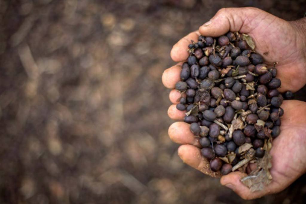 Brasil deixará de exportar 900 mil sacas de café em maio por protestos