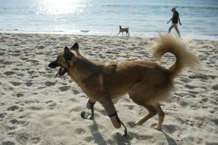 Cola: aposentado decidiu recorrer a uma empresa local especializada em próteses humanas para fazer um par de patas para Cola (LILLIAN SUWANRUMPHA/AFP)