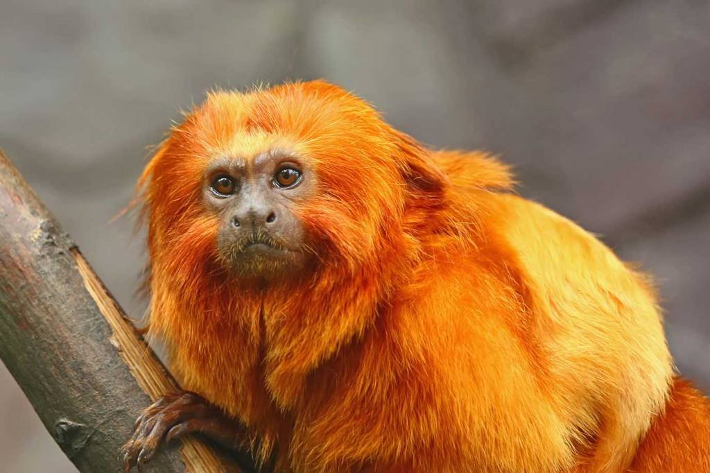 Animais como mico-leão-dourado e peixe-boi têm risco de extinção (Thinkstock/Thinkstock)