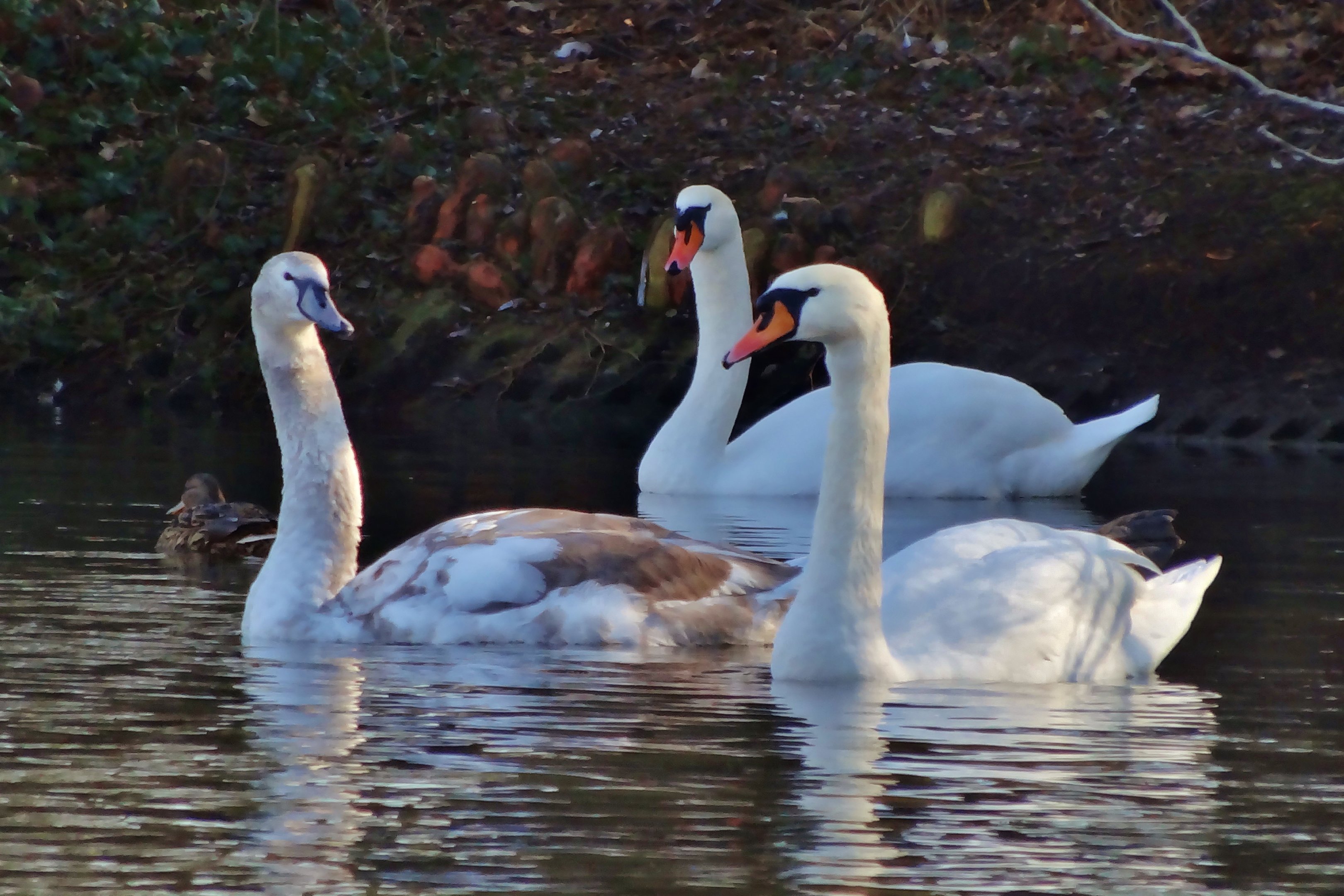 Os 10 "cisnes cinzas" que podem sacudir 2018