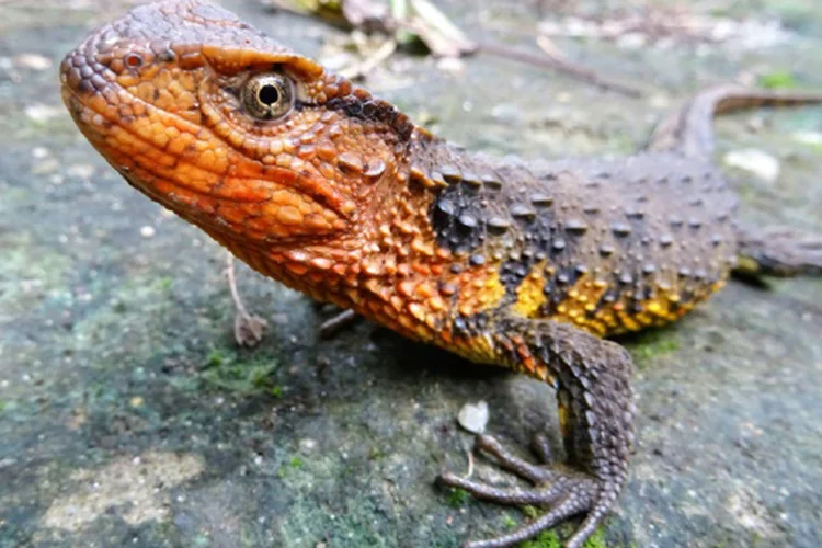 O crocodilo-lagarto do Vietnã  (WWF/Thomas Ziegler/AFP)