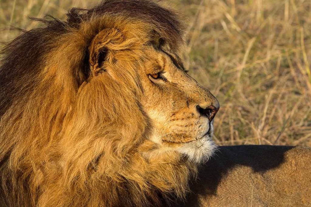 Nove leões morrem envenenados em famoso parque da Tanzânia