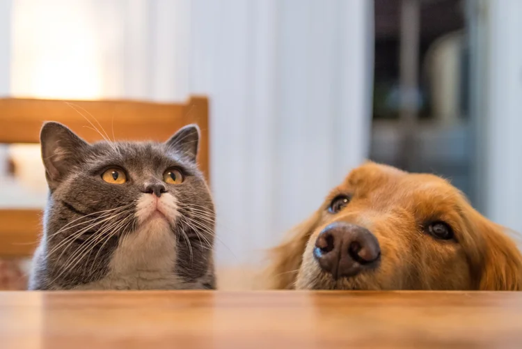 Estudo também mostrou que lares chineses terão mais gatos do que cachorros (chendongshan/Thinkstock)