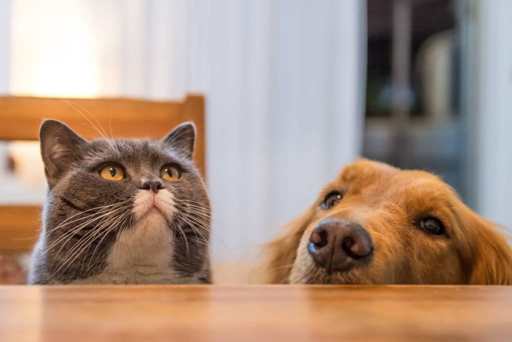 Cães são mais inteligentes do que gatos, diz pesquisa brasileira