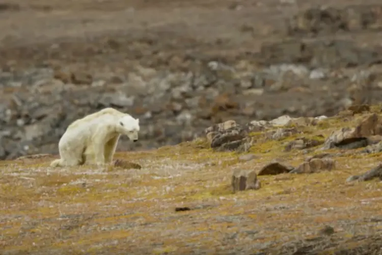 Urso polar no Ártico: mudanças climáticas estão afetando a dieta desses animais (Cater News/YouTube/Divulgação)