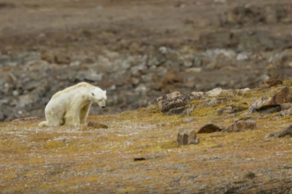 As imagens deste urso polar estão emocionando o mundo