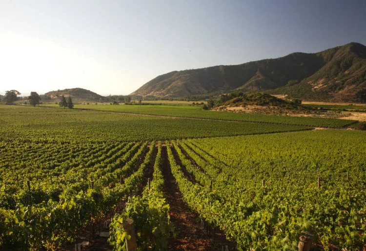 CONCHA Y TORO: a vinícola é a quinta maior do mundo, responsável pela produção de 1,03% do vinho consumido no planeta / Sara Mathews/ Divulgação