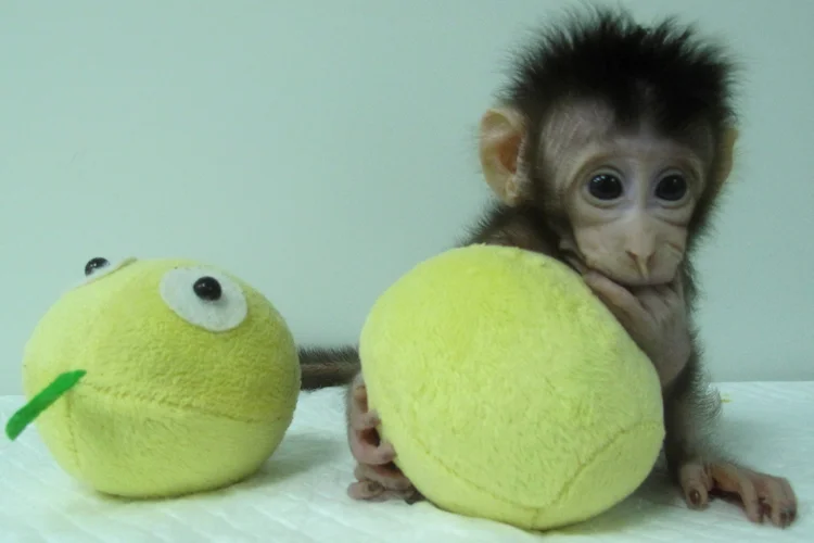 Macaco Hua Hua: há oito semanas uma macaca fêmea deu à luz um clone, criado a partir de células de tecido (Qiang Sun and Mu-ming Poo, Chinese Academy of Sciences/Reuters)