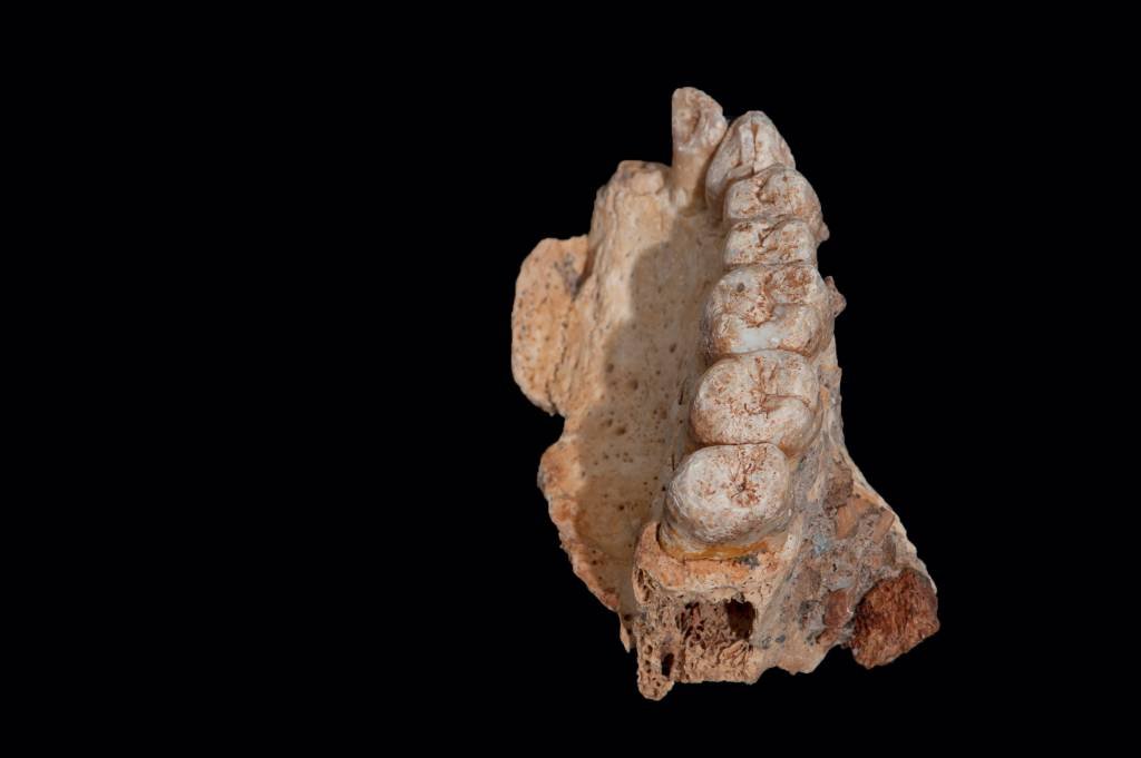 Osso encontrado em Israel é fóssil mais antigo fora da África