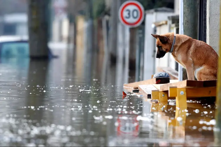 Cachorrinho olha desconsolado para inundação em Paris devido à cheia do rio Sena (REUTERS/Christian Hartmann/Reuters)