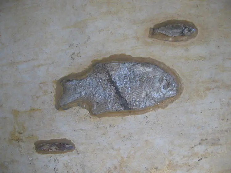 Fósseis de peixes no Museu de Fósseis (Allan Patrick/Wikimedia Commons/Wikimedia Commons)