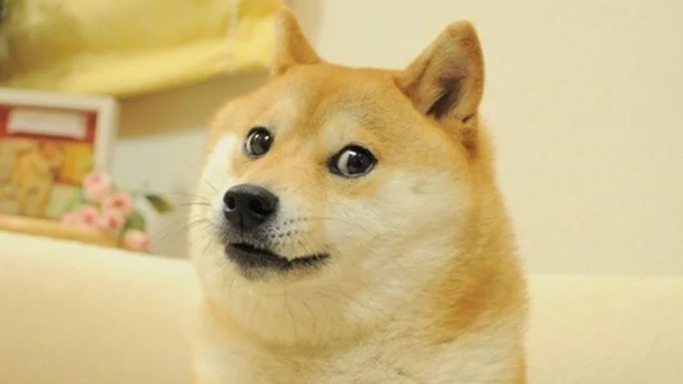 A Shiba Inu Kabosu é uma figura popular no mundo das criptomoedas (Knowyourmeme/Reprodução)