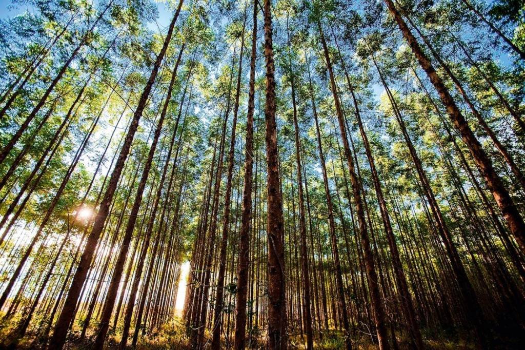 Da silvicultura à celulose: conheça o cultivo de florestas e a finalidade do eucalipto