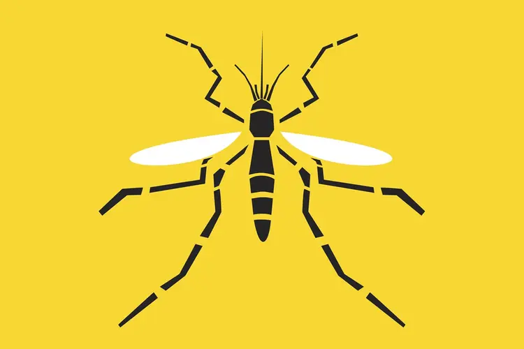 Mosquito: insetos carregando o vírus da febre amarela é que faz transmissão (vabadov/Thinkstock)
