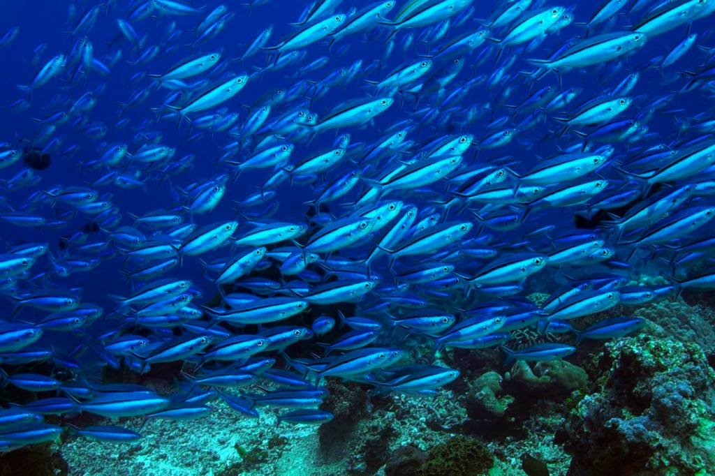 Ausência de políticas de conservação ameaça espécies de peixes